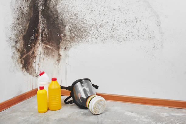 Best Crawl Space Mold Removal  in Silver Springs, FL