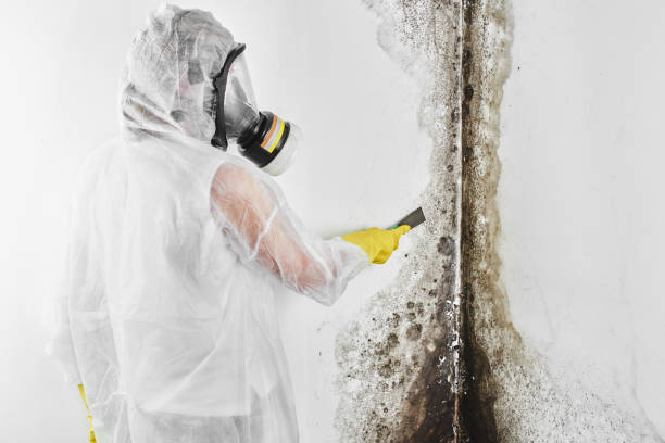 Best Local Mold Removal Service  in Silver Springs, FL