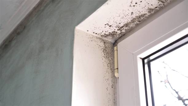Best Mold Removal Company Near Me  in Silver Springs, FL