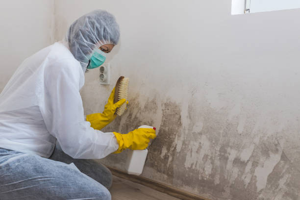 Best Black Mold Removal  in Silver Springs, FL