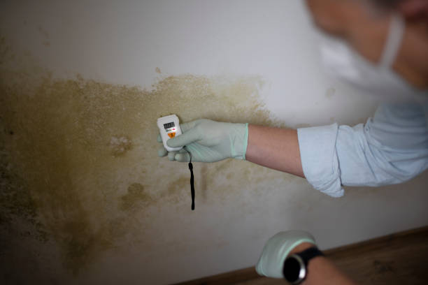 Best Mold Remediation  in Silver Springs, FL