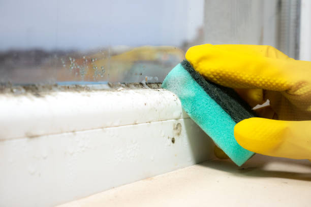 Best Mold Damage Repair  in Silver Springs, FL