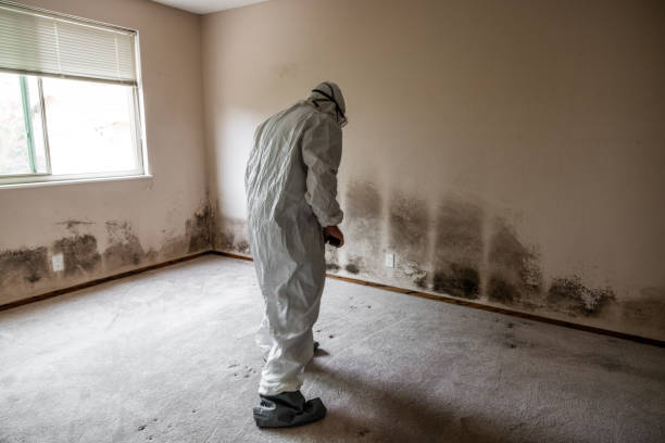 Professional Mold Removal in Silver Springs, FL