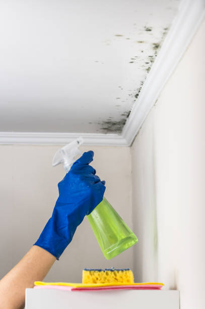 Best Home Mold Removal  in Silver Springs, FL