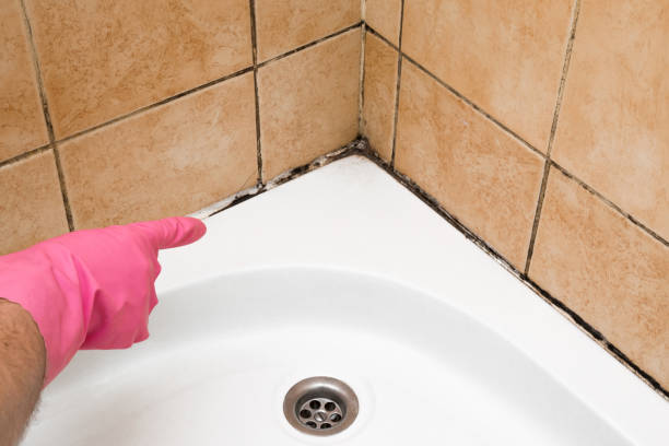 Best Toxic Mold Removal  in Silver Springs, FL