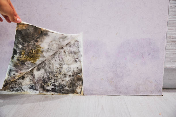 Best Certified Mold Removal  in Silver Springs, FL